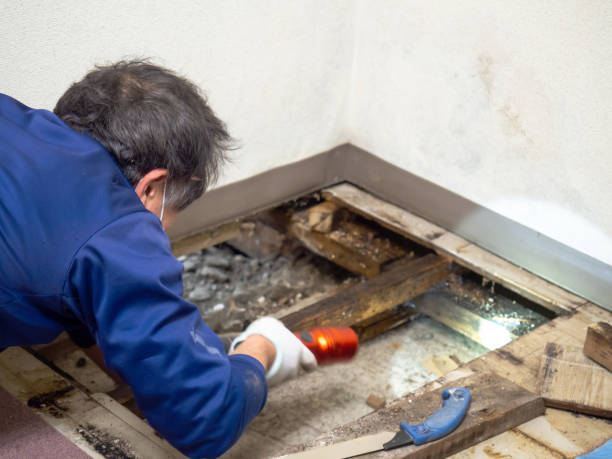 Best Emergency Mold Remediation in Island Walk, FL